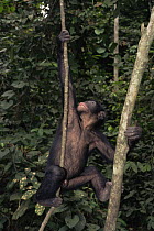 Bonobo {Pan paniscus} juvenile climbing lianas. Lola Ya Bonobo Sanctuary, Kinshasa, DR of Congo, 2007