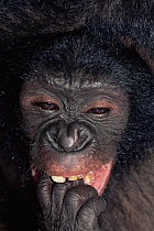 Juvenile Bonobo {Pan paniscus} 'laughing' face. Lola Ya Bonobo Sanctuary, Kinshasa, DR of Congo, 2007