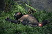 Female Bonobo {Pan paniscus} in resting position, lying on back. Lola Ya Bonobo Sanctuary, Kinshasa, DR of Congo, 2007