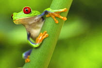 Red eyed tree frog (Agalychnis callidryas) Costa Rica
