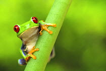Red eyed tree frog (Agalychnis callidryas)  Costa Rica