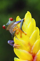 Red eyed tree frog (Agalychnis callidryas) on Heliconia flower, Costa Rica