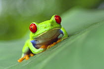 Red eyed tree frog (Agalychnis callidryas) sitting on leaf, Costa Rica