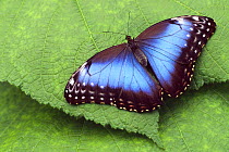 Common / Blue morpho butterfly (Morpho peleides) on leaf, Costa Rica