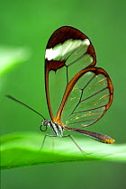 RF- Glasswing butterfly (Greta oto), Costa Rica. (This image may be licensed either as rights managed or royalty free.)