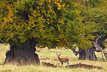Red deer (Cervus elaphus) stag under large spreading oak tree, Dyrehaven, Denmark