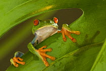 Red eyed tree frog (Agalychnis callidryas) looking over the edge of a leaf, Costa Rica