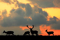 RF- Red Deer (Cervus elaphus) stag and three does silhouette grazing. Dyrehaven, Denmark. (This image may be licensed either as rights managed or royalty free.)