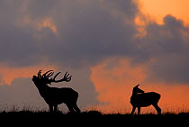 Red Deer (Cervus elaphus) stag calling, doe grooming, silhouetted Dyrehaven, Denmark