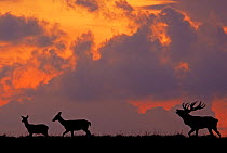 Red Deer (Cervus elaphus) silhoutted stag calling with two females nearby, Dyrehaven, Denmark