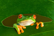 RF- Red-eyed Tree Frog (Agalychnis callidryas) looking through hole in leaf, Costa Rica. (This image may be licensed either as rights managed or royalty free.)