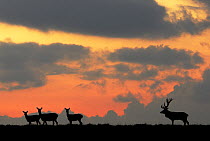 Red Deer (Cervus elaphus)stag and three does silhouetted, Dyrehaven, Denmark