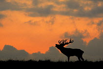 Red deer (Cervus elaphus) silhoutted stag calling, Dyrehaven, Denmark