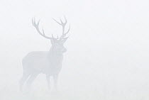 Red deer (Cervus elaphus) stag in thick fog, Dyrehaven, Denmark