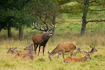 Red deer (Cervus elaphus) male calling with several females nearby, Dyrehaven, Denmark
