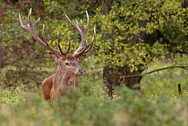Red deer (Cervus elaphus) stag, Dyrehaven, Denmark
