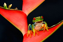 RF- Red eyed tree frog (Agalychnis callidryas) on heliconia plant, Costa Rica. (This image may be licensed either as rights managed or royalty free.)