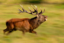 RF- Red deer (Cervus elaphus) stag running during rut, Dyrehaven, Denmark. (This image may be licensed either as rights managed or royalty free.)