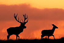 Silhouette of Red deer (Cervus elaphus) stag and doe at sunset, Dyrehaven, Denmark