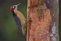 Black-cheeked woodpecker (Melanerpes pucherani) on tree trunk, Costa Rica