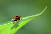 Strawberry poison dart / arrow frog (Dendrobates pumilio) on leaf, Costa Rica