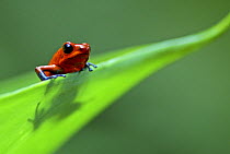 Strawberry poison dart / arrow frog (Dendrobates pumilio) on leaf, Costa Rica