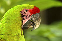 Military macaw (Ara militaris), Costa Rica, Captive