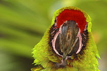 Military macaw (Ara militaris), Costa Rica, Captive