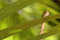 Bird Snake (Pseustes poecilonotus) climbing up through vegetation, Costa Rica