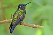 Purple throated mountain gem (Lampornis calolaema) perched on branch, Costa Rica