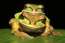 Masked tree / Puddle frogs (Smilisca phaeota) pair, Costa Rica