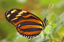 Banded orange heliconian butterfly (Dryadula heliconius), Costa Rica