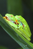 Red eyed tree frogs (Agalychnis callidryas) mating pair, Costa Rica