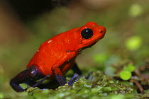 Strawberry poison arrow / dart frog (Dendrobates pumilio), Costa Rica