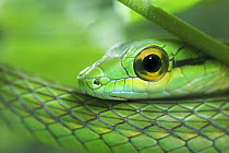 Close up of Satiny Parrot Snake (Leptophis depressirostris), Costa Rica