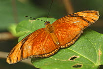 Flambeau / Julia butterfly (Dryas iulia), Costa Rica