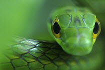 Close up of Satiny Parrot Snake (Leptophis depressibotris), Costa Rica
