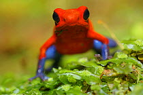 RF- Strawberry poison arrow / dart frog (Dendrobates pumilio), Costa Rica. (This image may be licensed either as rights managed or royalty free.)