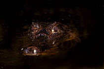 Spectacled Caiman (Caiman crocodilus), with part of its head above water, Costa Rica