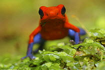 Strawberry poison arrow / dart frog (Dendrobates pumilio), Costa Rica