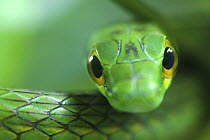 Satiny Parrot Snake (Leptophis depressirostris) close up, Costa Rica