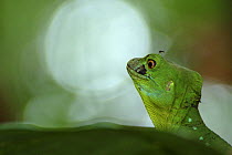 Double crested basilisk / Green basilisk lizard (Basiliscus plumifrons) Costa Rica