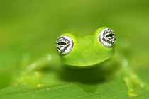 RF- Ghost glass frog (Centrolenella ilex), Costa Rica.