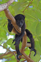 Young Black howler monkey (Alouatta caraya) looking down from tree, Costa Rica