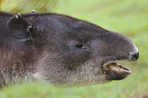 Baird's tapir (Tapirus bairdii) portrait, Rara Avis, Costa Rica