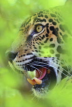 Jaguar {Panthera onca}, Costa Rica, Captive