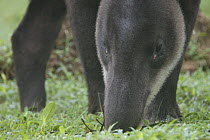 Baird's tapir {Tapirus bairdii} feeding, Rara Avis, Costa Rica