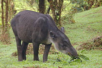 Baird's tapir (Tapirus bairdii) eating leaves, Rara Avis, Costa Rica