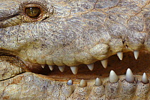 American Crocodile (Crocodylus acutus) close-up of mouth and teeth, Costa Rica