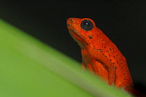 Strawberry poison arrow / dart frog {Dendrobates pumilio} on leaf, Costa Rica